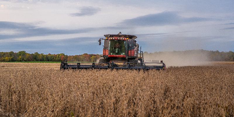 Image for Soybean Harvest on the Farm