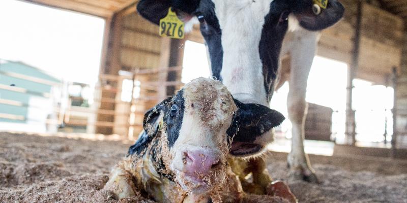 Image for The Miracle of Life: How Cows Give Birth on a Farm